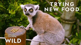 Lemurs Try New Food | Secrets of the Zoo: Down Under