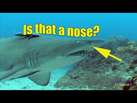 Shark Smell | SHARK ACADEMY