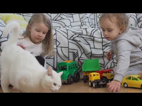 h360 Daily Dose: Being a Cat Owner