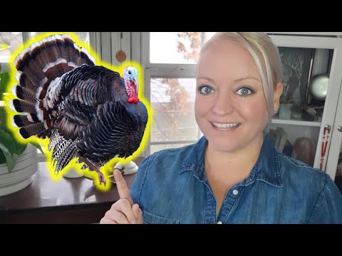 Spiritual Significance of a Turkey | Animal Symbols & Omens