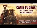 Canis Pugnax | How Did the Ancient Romans Use Dogs in War?