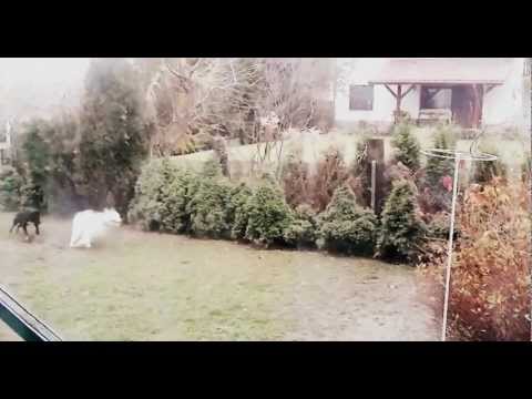 Wariactwo na ogrodzenie :) Hektor i Diablo :)