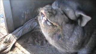 A trip to Ironwood Pig Sanctuary!