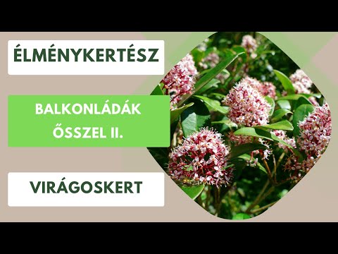Őszi összeültetések, hogy az év vége is virágos és zöld legyen!🌺🌸🌼