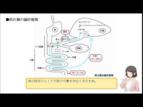 胆汁酸について詳しく解説