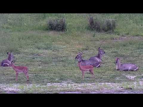 Djuma: Waterbucks and Impalas - 11:59 - 12/25/21