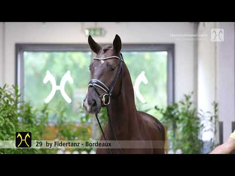 Verden Stallion Licensing 2021 - Dressage -  Nov. 4-6 - No. 29 Stallion by Fidertanz - Bordeaux