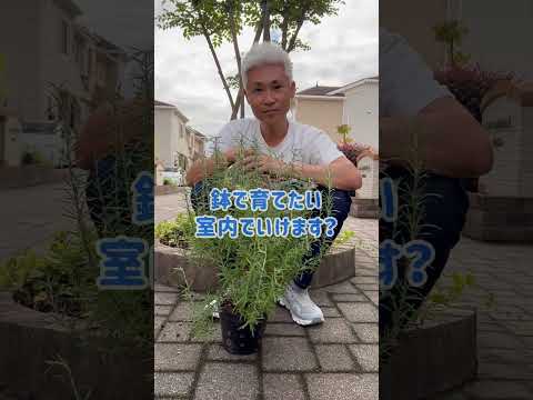 バルコニーの芳香植物 - 自宅でハーブを育てる方法は？  庭園