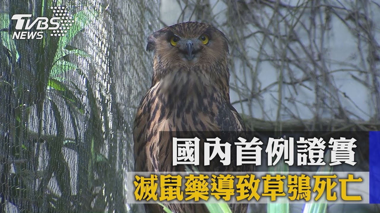國內首例證實　滅鼠藥導致草鴞死亡