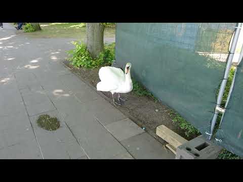 Schwan macht Pause beim Brüten