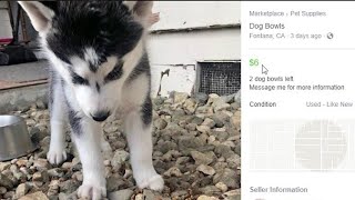 The Problem with Facebook Marketplace - "Pet Supplies"