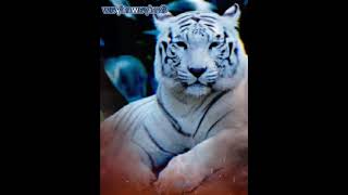 Download lagu story wa macan putih. dengarkan mp3