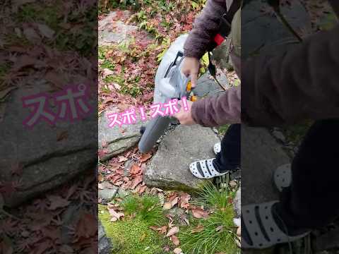 庭の枯れ葉をどう活用するか？それらを分解するためのヒントとテクニック  庭園