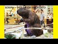 https://www.youtube.com/watch?v=vWSCGE4Fio4