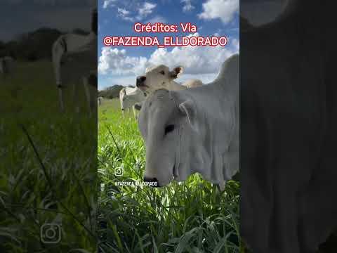 É lindo 😍🌱🐄🐂 #amazonas #manaquiri #comunidade #fazenda #guaranifutebolclube #bomintento