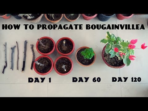 download lagu mp3 mp4 How To Propagate Bougainvillea From Seed, download lagu How To Propagate Bougainvillea From Seed gratis, unduh video klip How To Propagate Bougainvillea From Seed