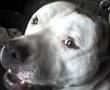 BULLTERRIER