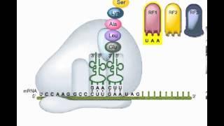 ch14 a3 TranslationTermination ok