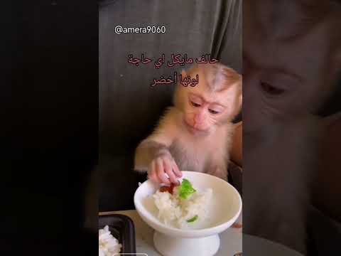 القرد حالف مايكل اي حاجة خضراء ابدا مركز بس في اكله #قرود #مقاطع_مضحكة #حيونات_مضحكة #كوميديا