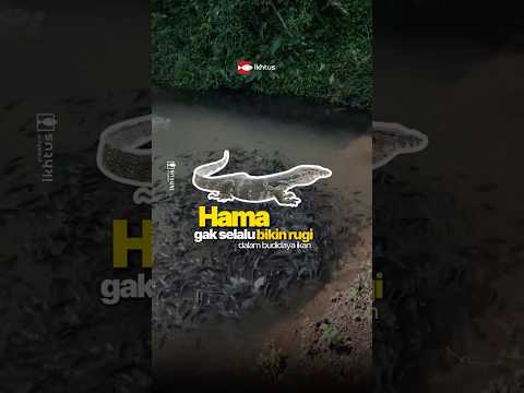 Hama Tapi Berguna? Alasan Kami Malah Biarkan Biawak di Kolam Ikan  #budidayaikan #ikannila