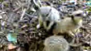 Meerkat&#39;s At The Zoo