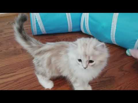 Kaerik RagaMuffin Kittens