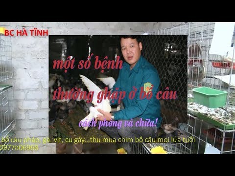 , title : 'cách phòng và chữa các bệnh thường gặp ở chim bồ câu, các bệnh của bồ câu pháp, bồ câu hà tĩnh'