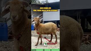 Download lagu Ini adalah jenis  domba terbaik untuk diternak?! mp3