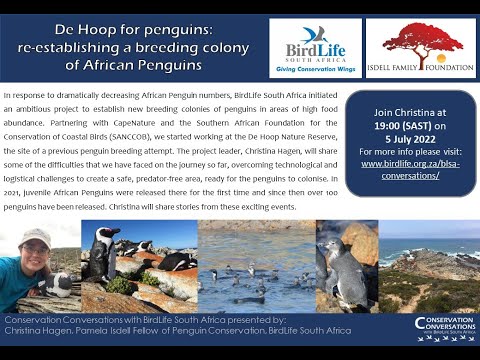 Conservation Conversations: Re-establishing a breeding colony of African Penguins – Christina Hagen