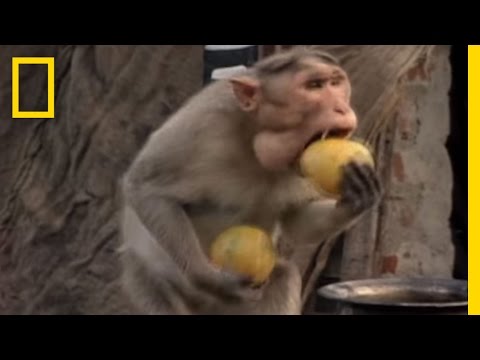 Monkey Thieves Raid People's Homes | National Geographic