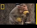Monkey Thieves Raid People S Homes National Geographic