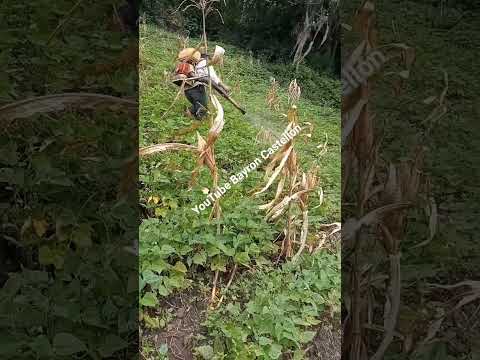 Aplicando químico para el desarrollo en plantación de frijoles, Condega, Estelí, Nicaragua