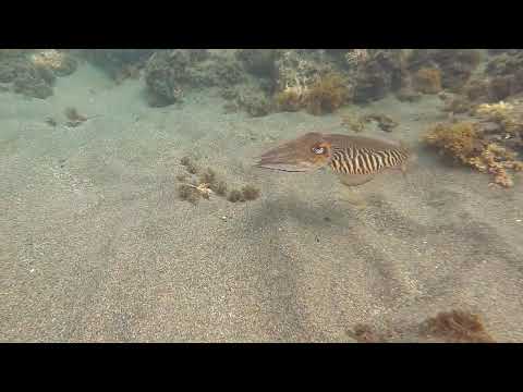 Sepia officinalis escaping at high speed