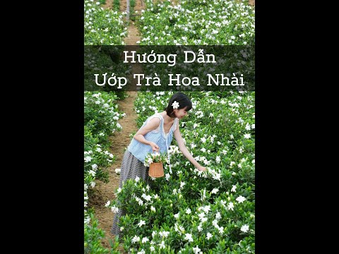 Hướng dẫn ướp trà hoa nhài đơn giản tại nhà cùng Tôi Yêu Trà