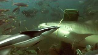 Fiji, Tiger Sharks HD