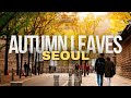 Best Autumn Leaves In Seoul 2025 Top Spots For Fall Colors