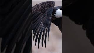 Bird Alphabet C to H
