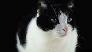 Download lagu suara kucing betina memanggil jantan untuk kawin mp3