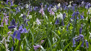 The Diamond of the Throat