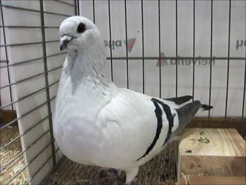 Damascène givré barré noir, Expo Cantonale Fribourgeoise 2023