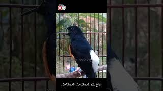 Download lagu Murai batu gacor tembakan lovebird ngekek panjang mp3