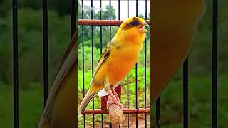 Download lagu Canary Song Bird Song 39 6 mp3 Download lagu Canary Song Bird Song 39 6 mp3