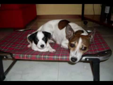 jack russell puppy arezzo