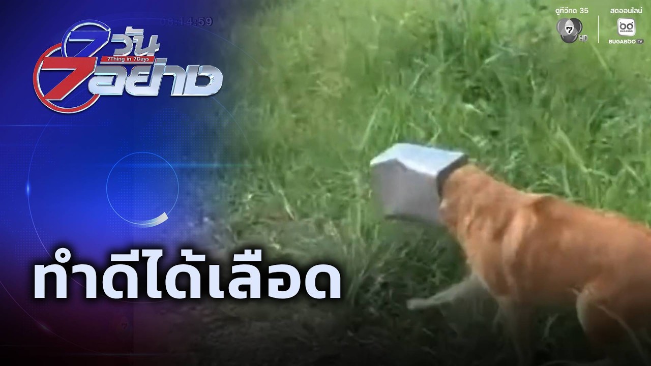 ทำดีได้เลือด | 7 วัน 7 อย่าง
