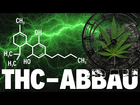 THC-Abbau: Wie schnell ist man wieder nüchtern und unter dem neuen THC-Grenzwert? | 2024 | ON MPU