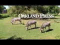 Zebras On Senior Day At The DetroitZoo In Royal Oak Video By Marilyn Drake
