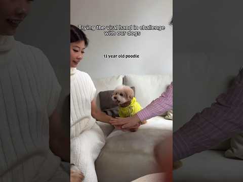 viral hand-in challenge with our 3 dogs