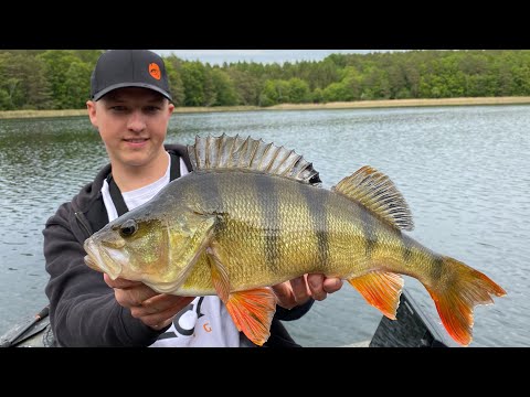 Angler's dream! Discovered a secret forest lake with monster perch (I'M GOING CRAZY!)