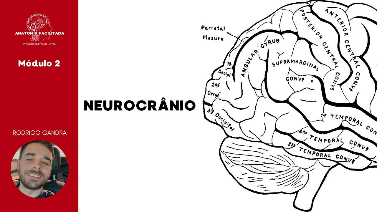 Neurocrânio.