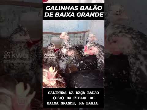 Galinhas Balão de Baixa Grande (GSB)